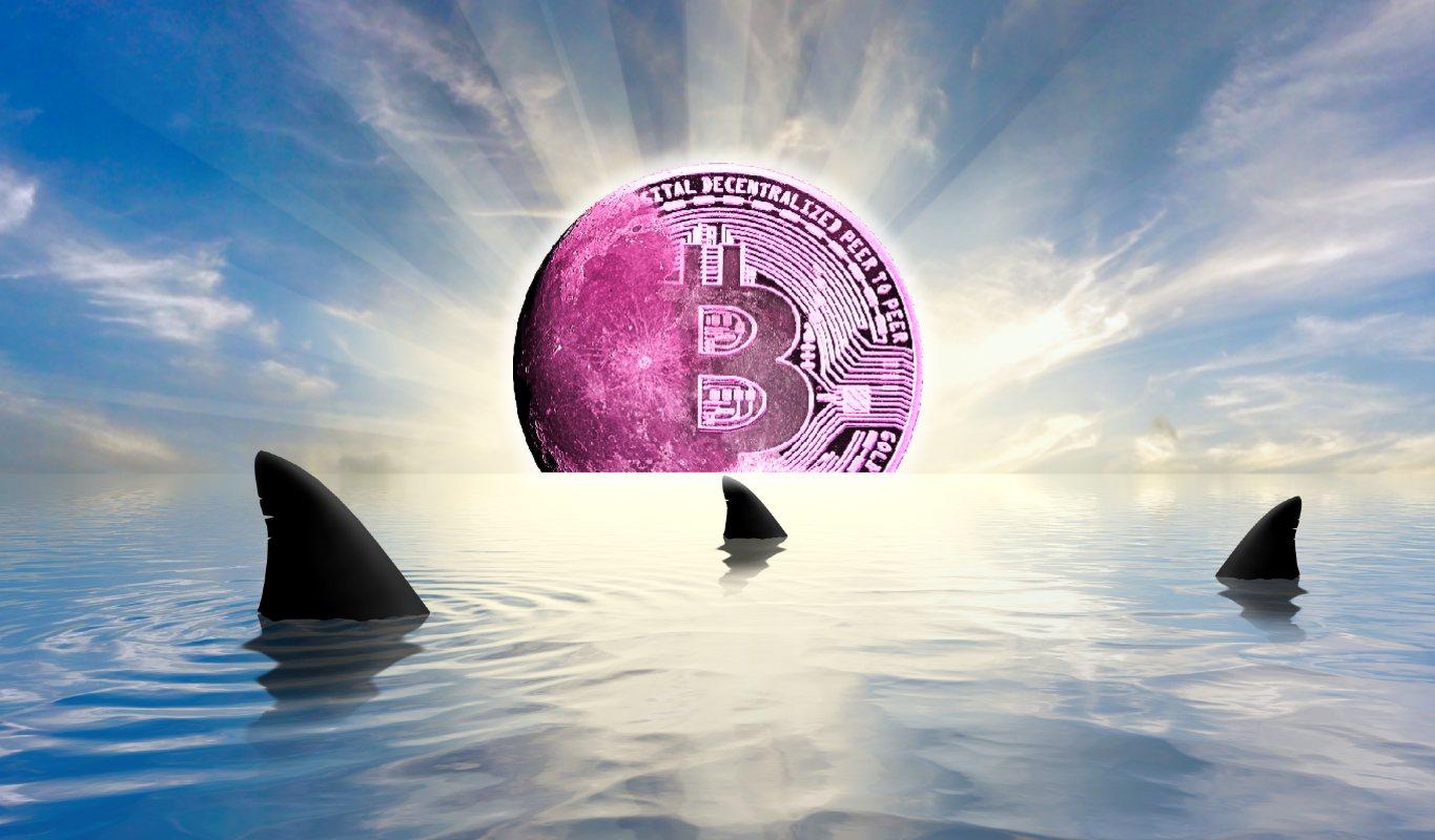 Bitwise首席信息官Matt Hougan预测比特币价格将在2025年底达到峰值，并称加密货币零售市场“极度绝望”。