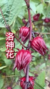 泡水喝的洛神花是玫瑰花吗