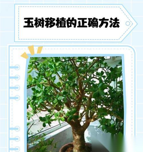 种树大作战，让我们一起来改变世界吧 以游戏为主的种树活动